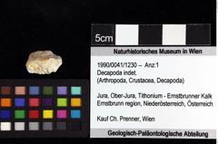 Foto (Objket + Etiketten) von Decapoda indet. 